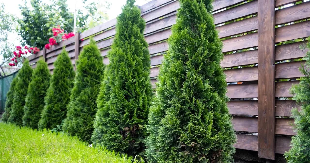 Ile od płotu sadzić tuje, aby uniknąć problemów z sąsiadami?