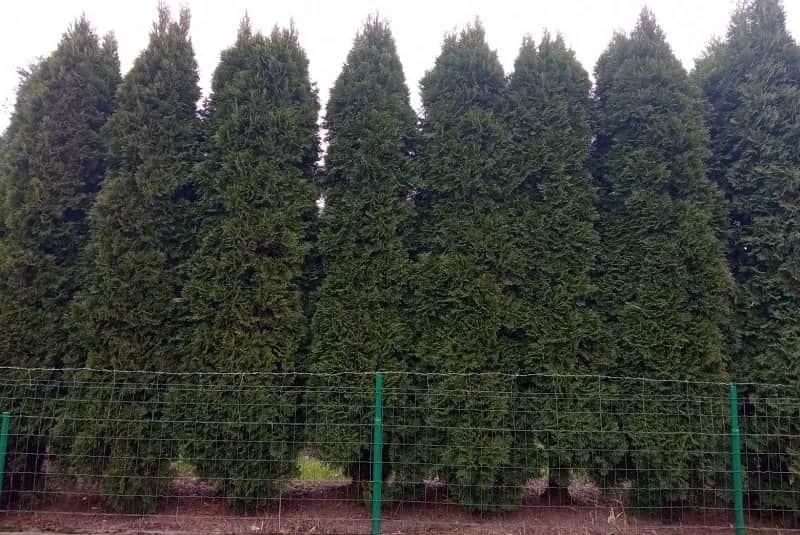 Tuje szmaragd ile od ogrodzenia – uniknij problemów z sąsiadami