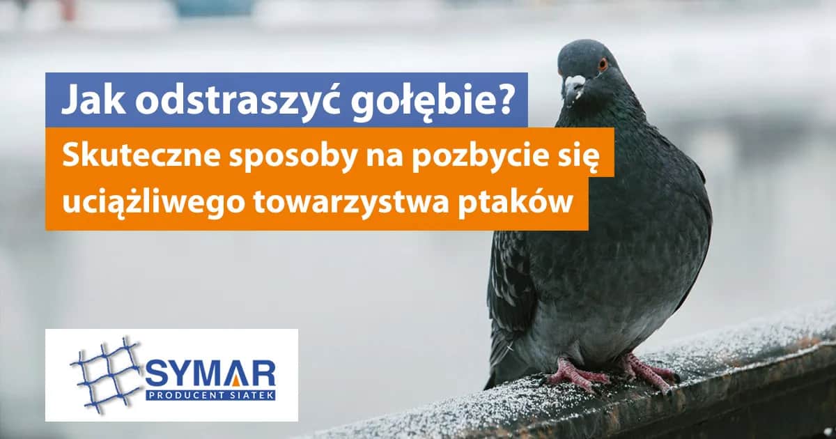 Skuteczne sposoby na odstraszenie gołębi z dachu i uniknięcie bałaganu
