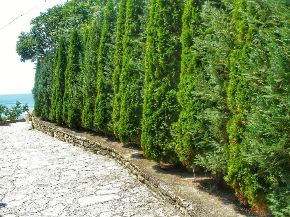 Jak wysoki może być płot z tui? Poznaj przepisy i ograniczenia