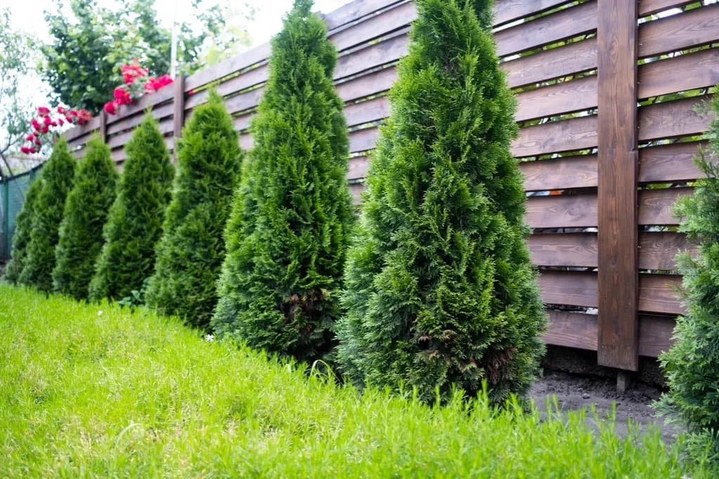 Ile od płotu można sadzić drzewa, aby uniknąć problemów z sąsiadami?