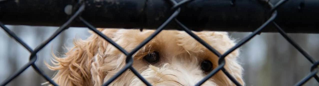 Jak zabezpieczyć płot przed psem, aby uniknąć ucieczek i kłopotów