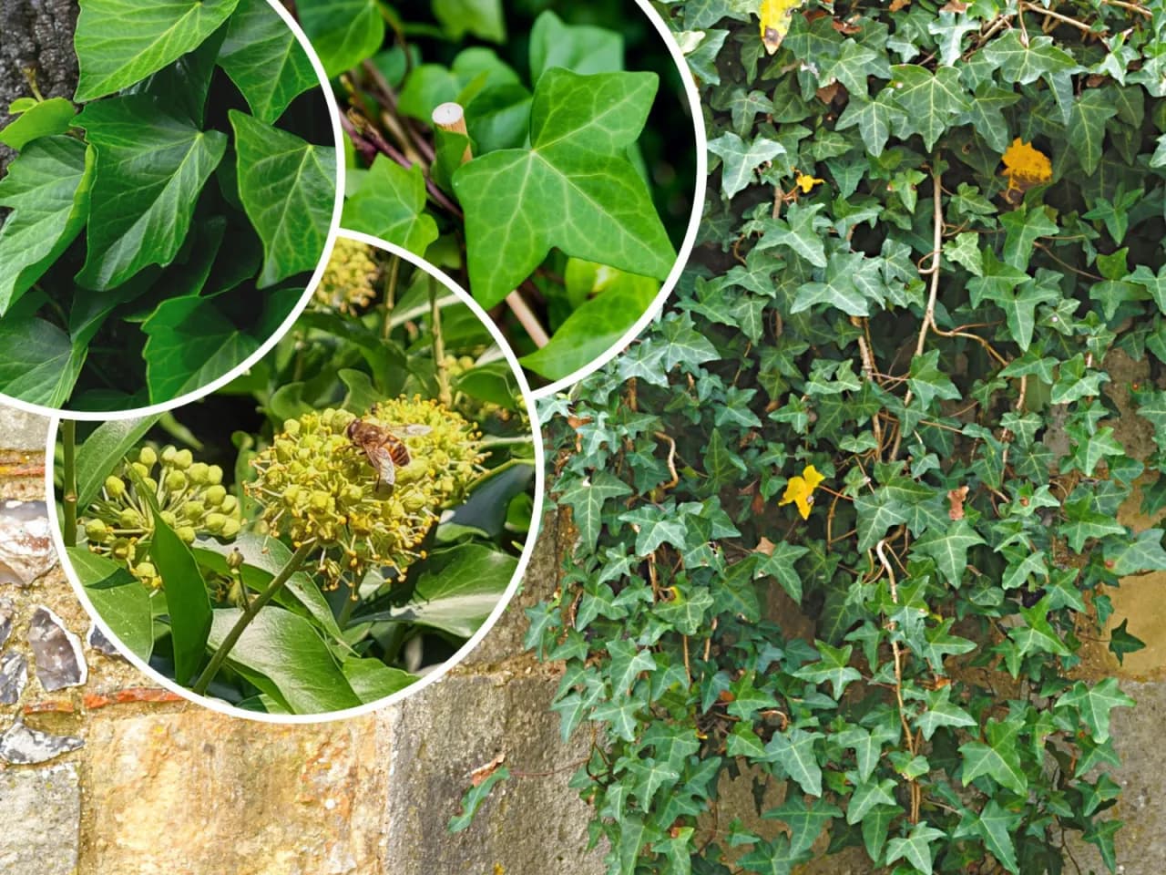 Jaki bluszcz na ogrodzenie? Wybierz idealne gatunki dla swojego ogrodu