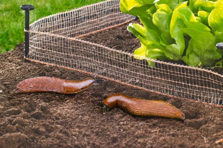 Jak ogrodzić warzywniak, aby skutecznie chronić rośliny przed szkodnikami