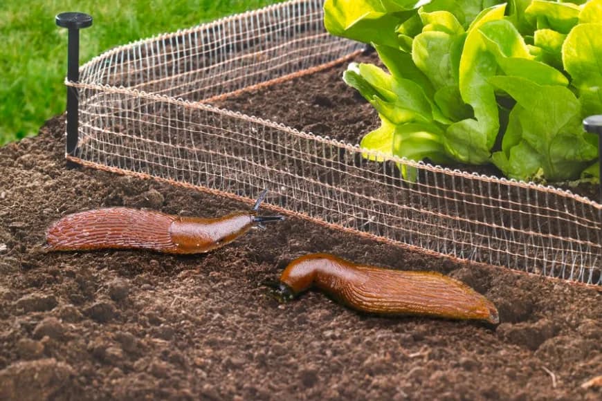 Jak ogrodzić warzywniak, aby skutecznie chronić rośliny przed szkodnikami