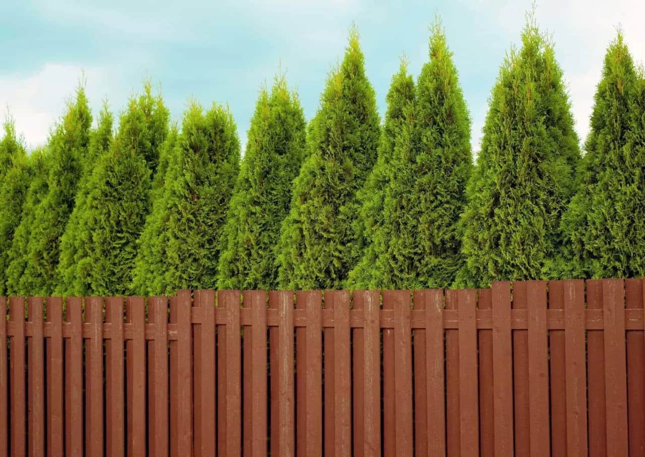 Tuja Brabant ile od płotu? Dowiedz się, jak uniknąć problemów z sadzeniem