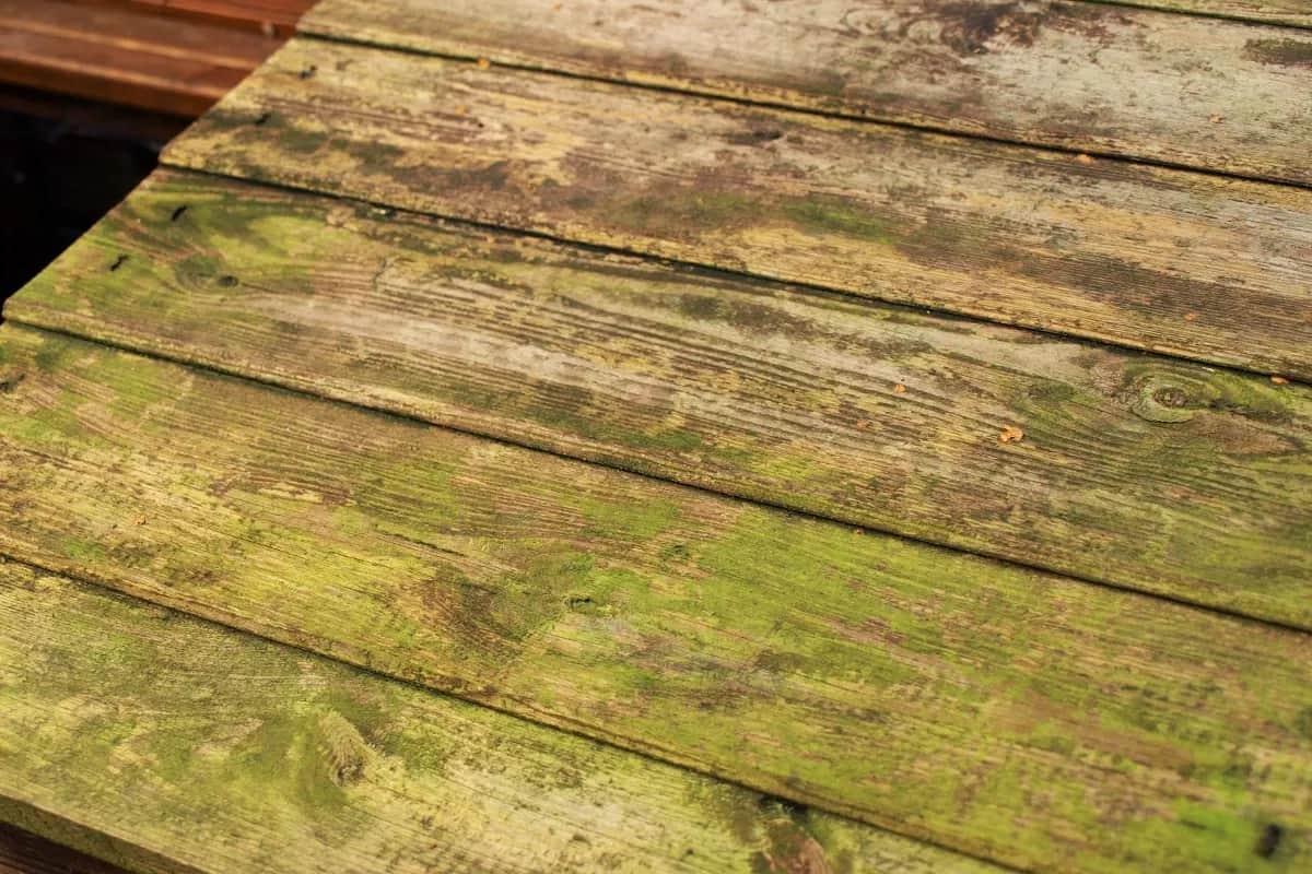 Jak usunąć zielony nalot na drewnianym płocie i zapobiec jego powrotowi