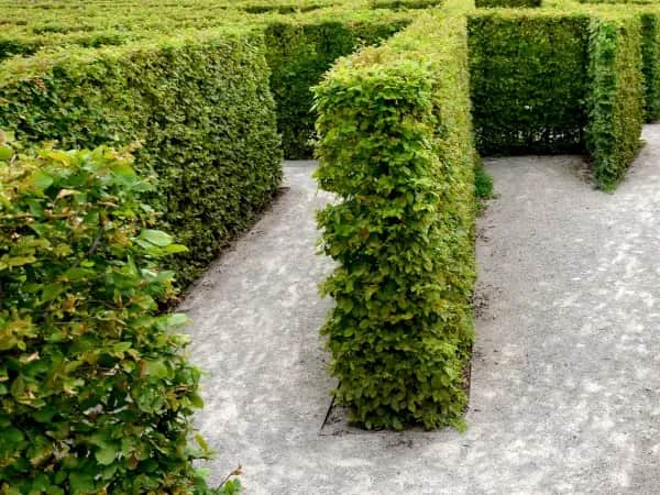 Co zamiast tuji przy ogrodzeniu? Odkryj piękne alternatywy dla swojego ogrodu