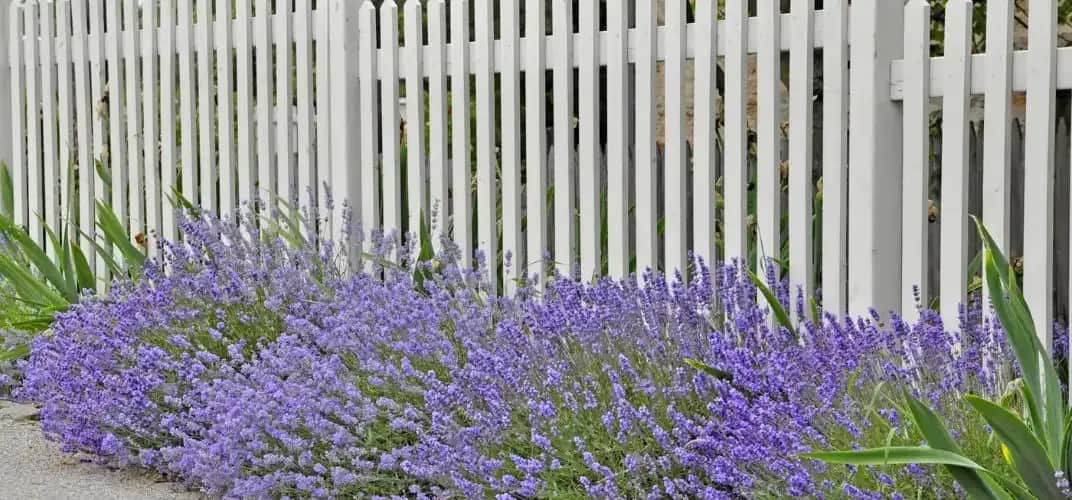 Jakie rośliny przy płocie zapewnią prywatność i piękno w ogrodzie
