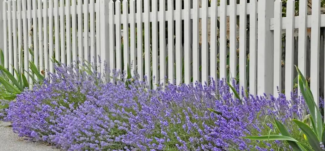 Jakie rośliny przy płocie zapewnią prywatność i piękno w ogrodzie